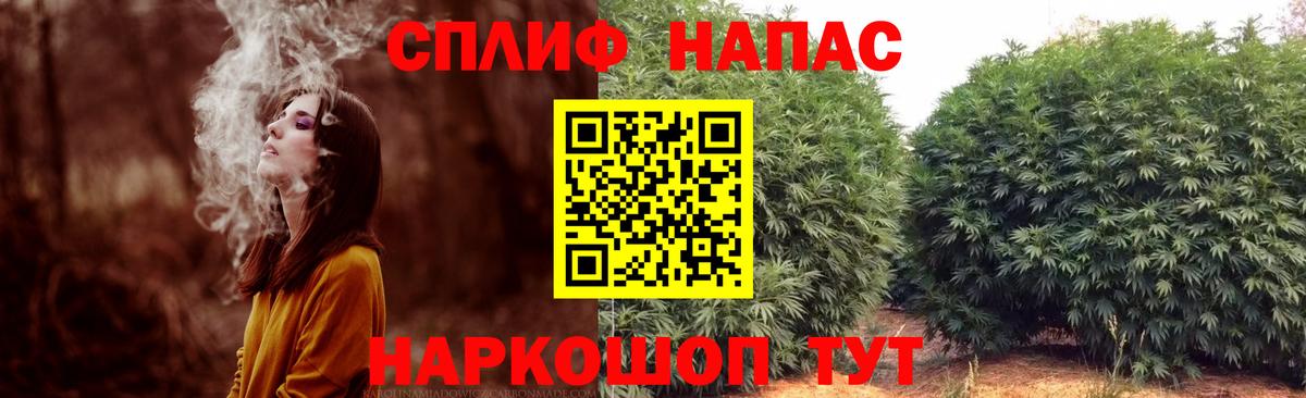 Канабис конопля Сланцы